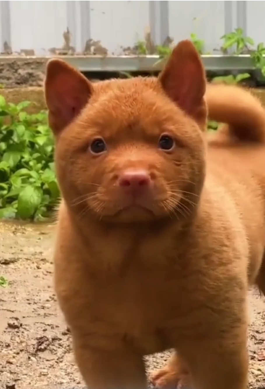 Is The Viral Cat-Dog Hybrid Real or Fake? You want more content like this? Give @thecaninestudio a follow and turn up that notification to never miss a single post! � Disclaimer: Credits all belongs to the original author of these photos and clips. We do not claim these photos as ours or intend to. � • • • #dogss #catdoghybrid #viraldog #realorfake #cantonese      