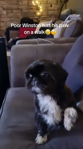 #shihtzu  #shitzu  #cutedog  #dogsoftiktok  #fake 