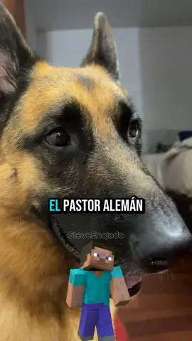 El Pastor Aleman no es para cualquiera 😭😭 #humor #curiosidades #animales #pastoraleman #perros 