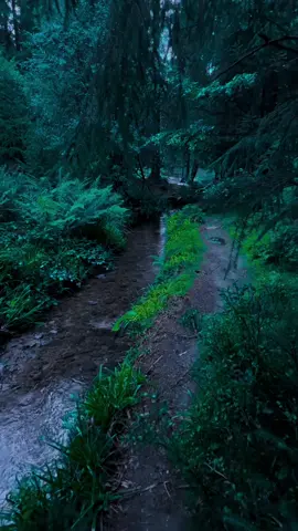 🌲🌲🌲#nature #calm #darkaesthetic #naturephotography #foryоu 