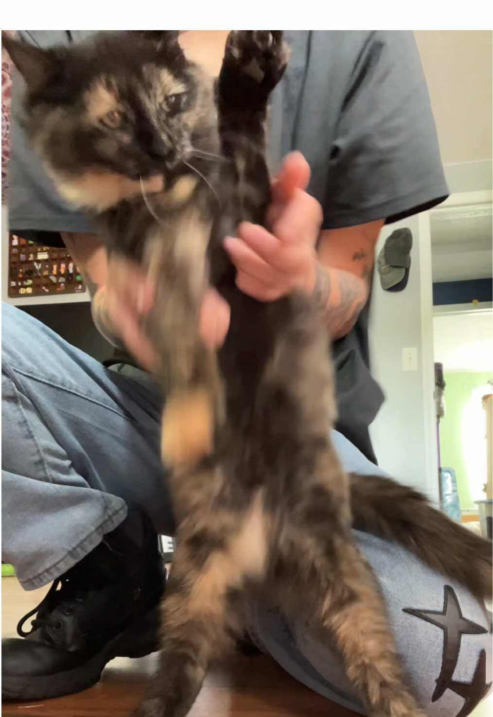 Tell em Winnie #catsdancing #catsoftiktok #sillykitty #fyp #kitten 