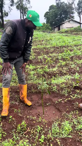 😭La tarière m’a déçu cette année : Voici comment vous devez faire les trous pour planter vos avocatiers 🥑 #agriculture #porcs #avocats #business 