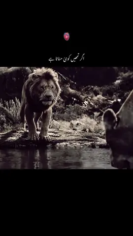 #imamaliع #veiw #account #urdudab #urduline @TikTok 