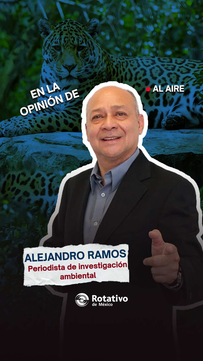 ¡El jaguar regresa! 🐾 De 4.800 a 5.326 ejemplares en México: un triunfo de la ciencia y la conservación.   Alejandro Ramos, periodista de investigación ambiental anuncia que con cámaras trampa y trabajo de campo, la UNAM y su alianza prueban que podemos salvar al rey de la selva.   Pero la caza y la deforestación siguen amenazando su hogar.   #Jaguar #UNAM #Conservación #Biodiversidad #México   