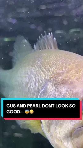 LONG LIVE GUS AND PEARL THE BASS ❤️ #gusthebass 