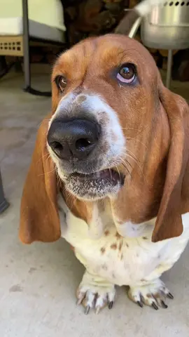 Yeah! 🤜👊🤛 #bassethound #fyp #viral #fun #dogsoftiktok 