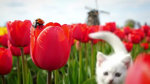 “POV: you’re a tiny ladybug being sniffed by the cutest kitten ever 🐾🐞🌷✨ #Fyp #KittenTok #SpringVibes”