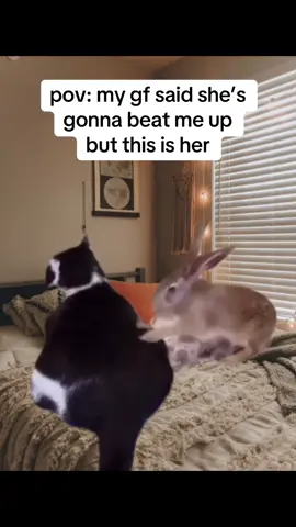 Real… #cat #catsoftiktok #girlfriend #ilovemygf #couplecomedy #fyp 