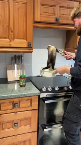 Ferret Fettuccine! 🍝.              PS : She kept asking her dad to do this over and over again 😂🥰. #ferret #ferretsoftiktok #fyp 
