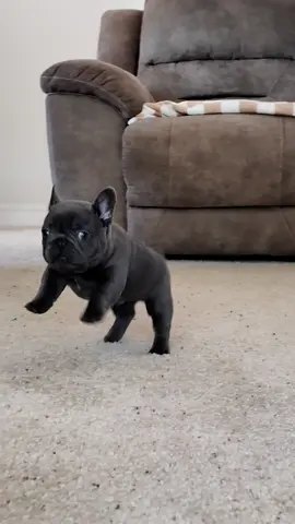 Lil bunny rabbit 😆😆 #frenchiesoftiktok #fyp #puppy #frenchbulldog #trending