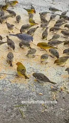 canário da terra junto com rolinhas 