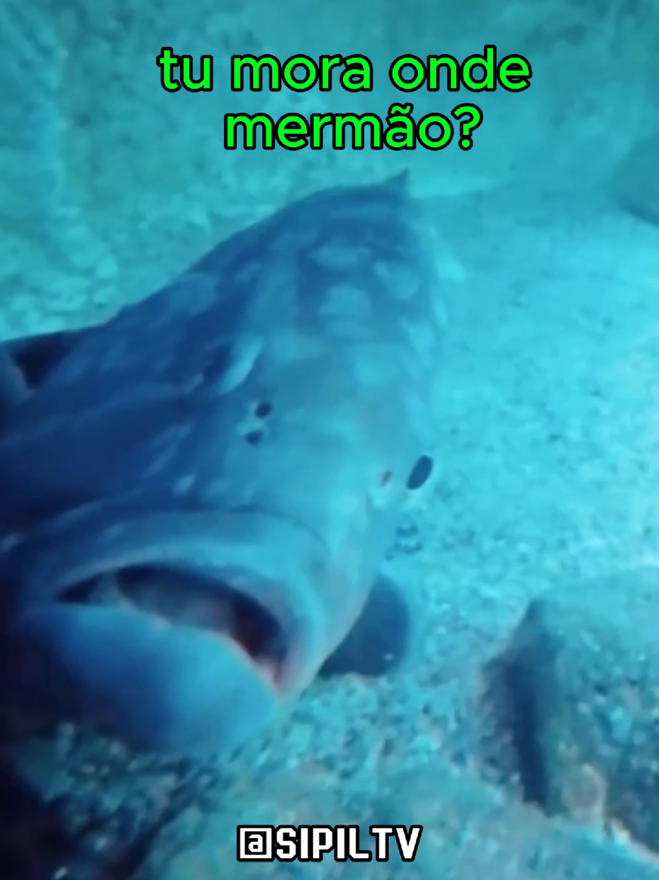 O cachorro olhando como se a culpa fosse de quem está filmando... kkkkkkk #humortiktok 