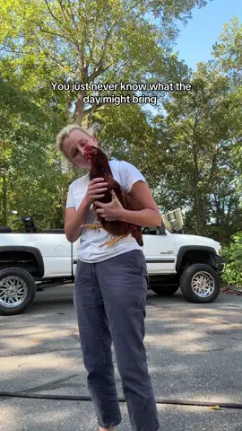 Found chicken in woods #chickensoftiktok 