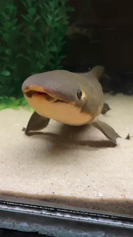 Mango update! He’s growing!  #australianlungfish #neoceratodusforsteri 
