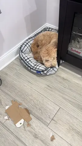 Got sissy In the back defending him while he knows he’s wrong 🫠🫠🫠 #minigoldendoodle #doodlesoftiktok #minipoodle #puppytiktok 