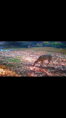 #nature #animals #Love #fyp 
