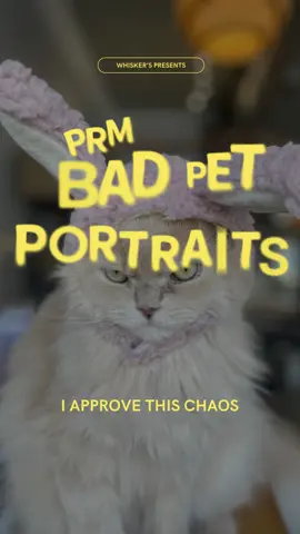You might be far from me. Or from Kansas City. Doesn’t mean you don’t deserve a deeply upsetting drawing of your pet. 🎨✨ I’m now accepting orders for digital “bad” pet portraits — drawn by me (and a few chaotic artist friends) using an iPad I don’t own, while sitting in a cat café full of judgmental little guys. Lit. For $25, you’ll receive: 🐾 A digitally hand-drawn portrait of your pet 🖋️ A 100% real, borderline unhinged Certificate of Authenticity 📬 Delivered straight to your inbox within 2 weeks ❤️ Created with love, mild rage, and absolutely no artistic accountability Every portrait comes with a special touch from me — whether that’s the art itself, a chaotic note, or the blessing of my spiritual disapproval. also: 💸 every dollar helps a homeless cat get one step closer to yelling at a human in a forever home. There are more spots (yay) because I’m not doing this alone (also yay).  But it’s still limited, because I value my life. Grab yours via the 🔗 over on my profile.  Bad on purpose. Maybe worse by accident.  Let’s make something stupid and beautiful together — for a very good cause.