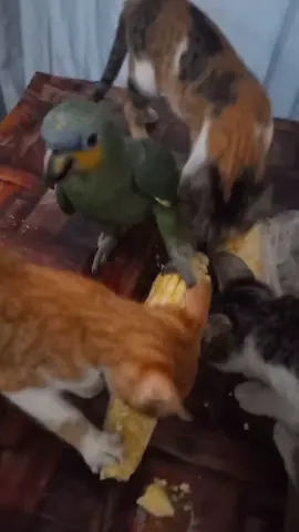 #gatos invasores