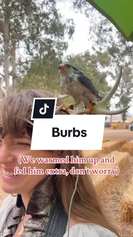 Just some B-roll, outtakes, and silly moments from CCRF in SLO. #falconry #hawk #falcon #renfaire #renaissancefaire 