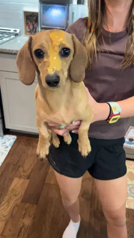 #dachshund #dachshundpuppy #Love 
