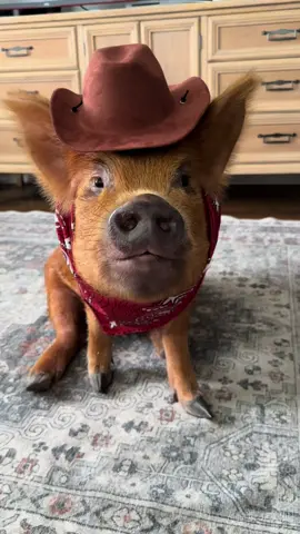 🤠🐄🏜️ #pigsoftiktok #cowboypig #fyp #followme #westernfashion 