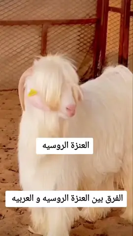 #العنزه_الروسيه #زليخة_العمشة😁 #تعيش_وتاكل_غيرها🙈🙈 #الشعب_الصيني_ماله_حل😂😂 