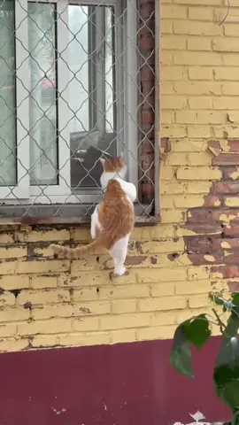 #cute #animals #funny 