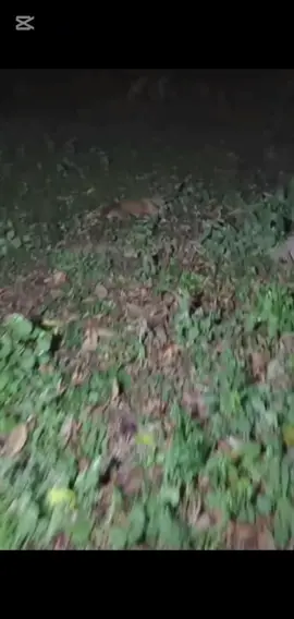 parte 2211 rescue of an abandoned dog in the countryside who is in very bad shape❤️ #rescue #dog #animals #puppy  #dogsoftiktok 