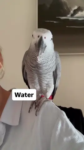 Bring life, laughter & color into your home 🏡🦜” #ParrotLove #PetForSale #BirdTok #ExoticPets #featheredfriend 