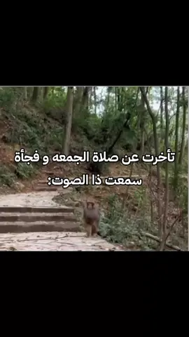 #زورو #اكسبلور#رياكشن#كوكسال_بابا 