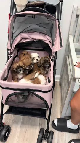 #shihtzu #puppystroller #smallpupp #EnergiKuatTiapLangkah 