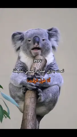 النوم سلطان 😴✨ #pov #اكسبلورexplore #foryou #الشعب_الصيني_ماله_حل😂😂 #النوم 