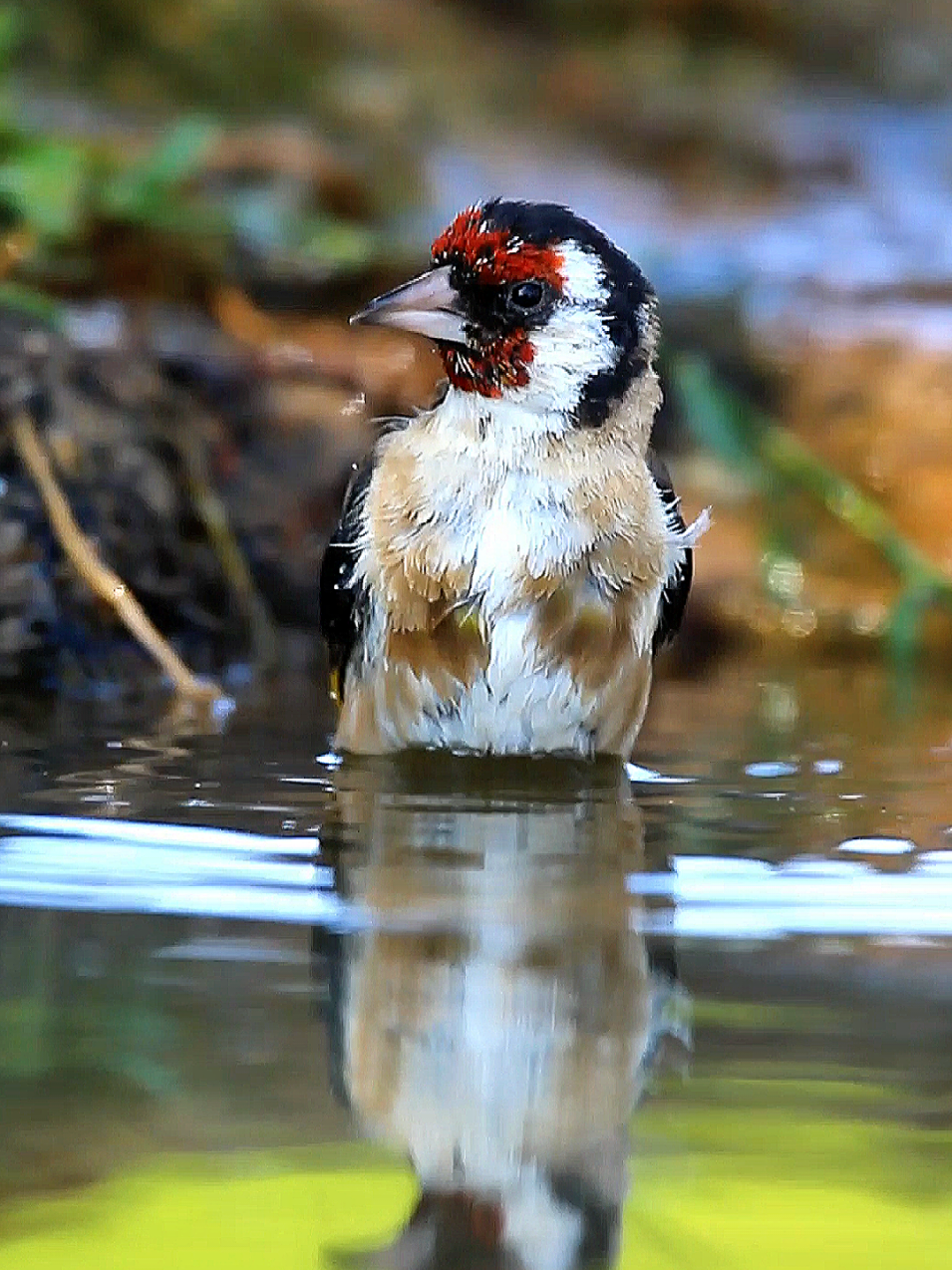 El baño matutino de este precioso Jilguero,espero que te guste y que tú también te bañes!🤭😂 #bird #wild #aves #hide #water 