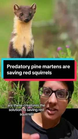 Pine martens were once almost extinct in England and Wales, but they have slowly been reintroduced to new regions such as Wales. The native red squirrel is endangered, and pine martens help red squirrel populations to recover by preying on invasive grey squirrels, bringing balance to the ecosystem. #animals #STEMTok #conservation #experiment #LearnOnTikTok