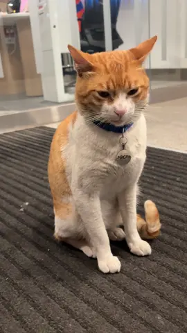 Gatito BCP  🐈 #bcp 