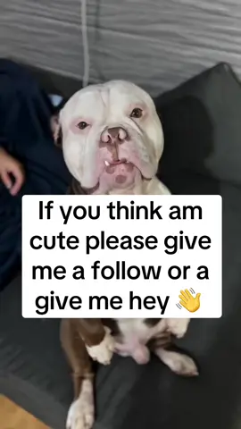 #usa #uk #usadog #rescuedog #dogsofinstagram                          