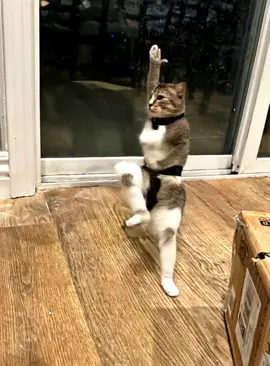 This Cat know kongfu! #AI #cat #funny