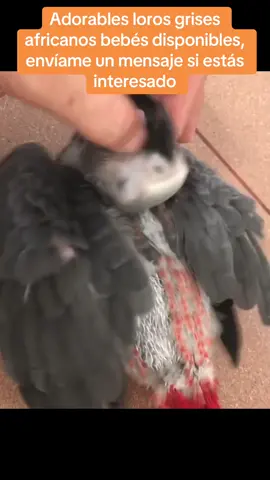 #andyhoo #animallovers #animal #animals #hyacinthmacaw #macawscarlet #billedtoucan #toucan #burungindonesia #indonesia #jawatimur #sulcata #aldabra #sulcatatortoise #aldabratortoise #macawparrot #macawlovers #greyparrot #africangrey #africangreyparrot #africangreysofinstagram #africangreyparrots #africangreycongo #parrot #parrotsoftiktok #parrots #parrotstiktok #parrotlover #parrotlife #parrotlovers #parrotsmart #parrottfamily #parrotlover - #parrotlover67 #parrotlets #parrotslife #parrots_lover #parrotrescue #parrottrainer #parrot #parrots_life #the_parrot7 #parrottoysinmaking #camelotmacaw #camelotmacaws #reddominantcamelot #yellowdominantcamelot #africangreyparrot #africangreysofinstagram #africangreyparrots #africangreycongo #macaw #parrotlover #parrot #bird #macawsofinstagram #kuwait #uae #gatar #asia #suadiarabia #oman #parrotsofig #cockatiel #quaker #lorikeet #conure #congogrey #africangreyparrots #africangreysofinstagram #parrotlife #parrotsofinstagram #africangreybaby #pet #parrotstagram #africangrey #parrotloversofinstagram #africangreyparrot #parrotsworldwide #africangreylover #talkingparrot #parrots #everyone 