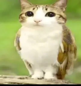 #fyp #podercerdito❤️ #meowl 