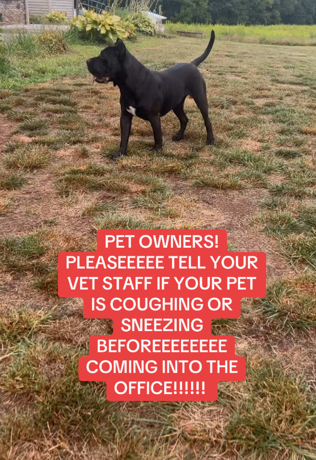 we often have protocols for possibly transmissible/infectious disease!!!!!!! please please please inform your vet staff prior to your arrival! #fyp #veterinary #PetsOfTikTok #vetmed #dogtok 