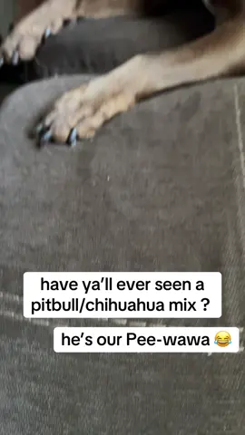 & yes , this is as big as she’s gunna get 😂 #LanguageLearning #chihuahua #pitbull #chihuahuapitmix #fypシ