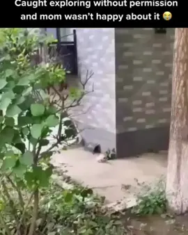 don't ever scare mom like that! 😆😆👌👍 too funny & cute  #littlerunaway #mommycat #funnykitten #catslap #scolded 
