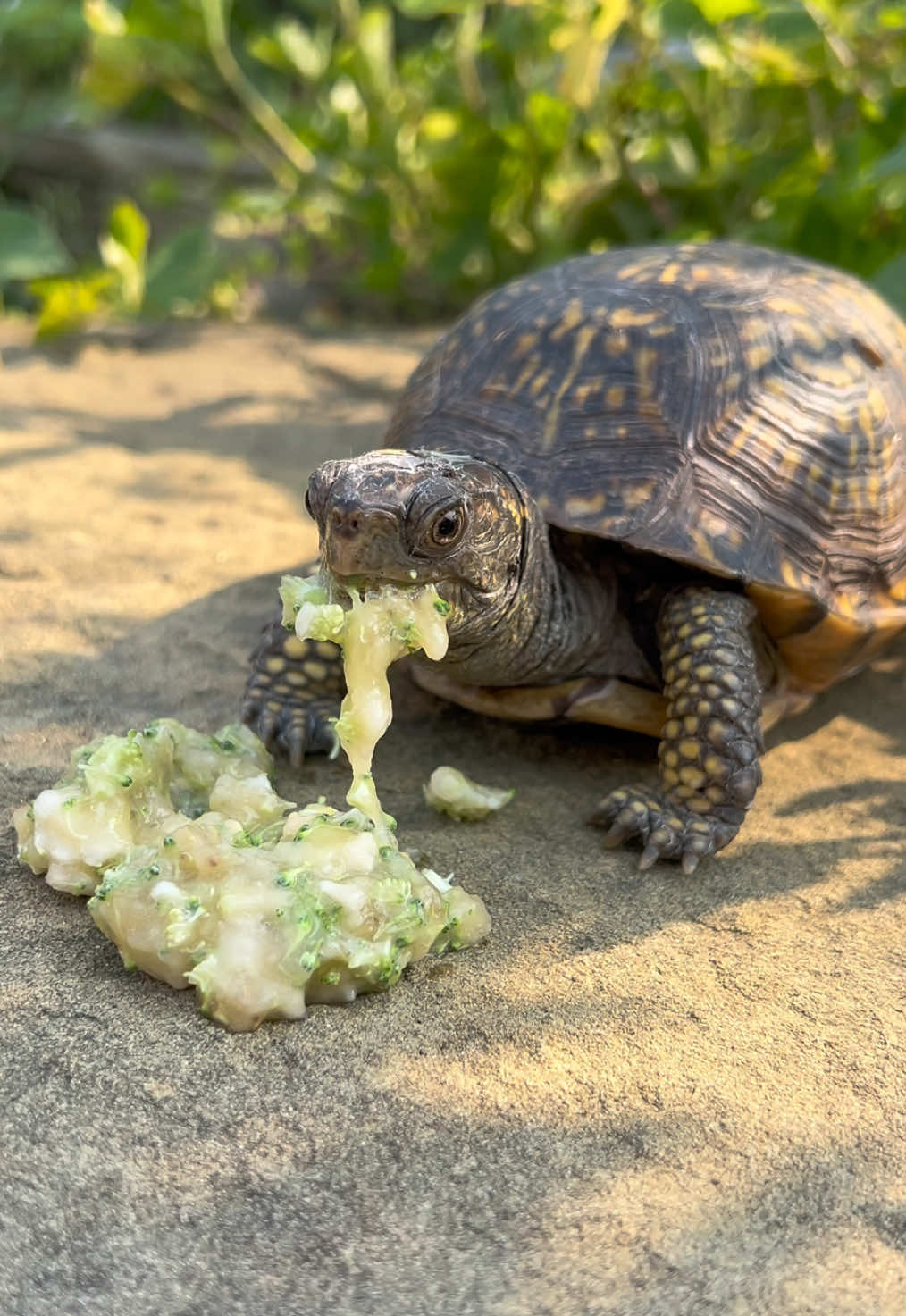 Can we get Jelly Bean to eat some broccoli 🥦 by hiding it in banana?🍌 #turtle #boxturtle #eatyourveggies #PetsOfTikTok #SnackTime 