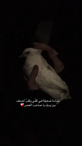 اللهم عجل لوليك الفرج🌷 #العراق #اللهم_صلي_على_نبينا_محمد #اكسبلور #الشعب_الصيني_ماله_حل😂😂 