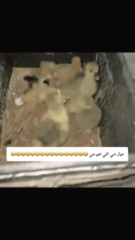 #الشعب_الصيني_ماله_حل😂😂 #كوميدي #😂😂😂 #😂 