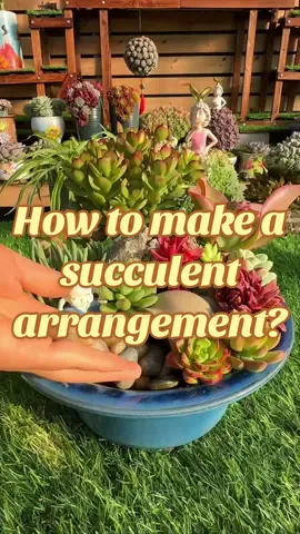How to make a succulent arrangement?#planttips #planting #gardeningtips #greenplants #gardening 