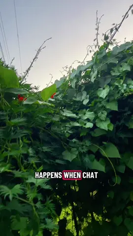 Draft from August 22, 2025 Scarlet Runner beans, Cardinal climbers, morning glories on my trellises, links to the bird trellis bottom of video. Also my little round raised beds and a solar lantern just documenting my progress. I grew an amazing vine tangled this year scarlet beans, and cardinal climbers are very, very easy to grow Scarlet runner beans, especially bloom for a long time and will give you an amazing ornamental effect. #tiktokshop #tiktokshopcreatorpicks #trellis #garden #grow 