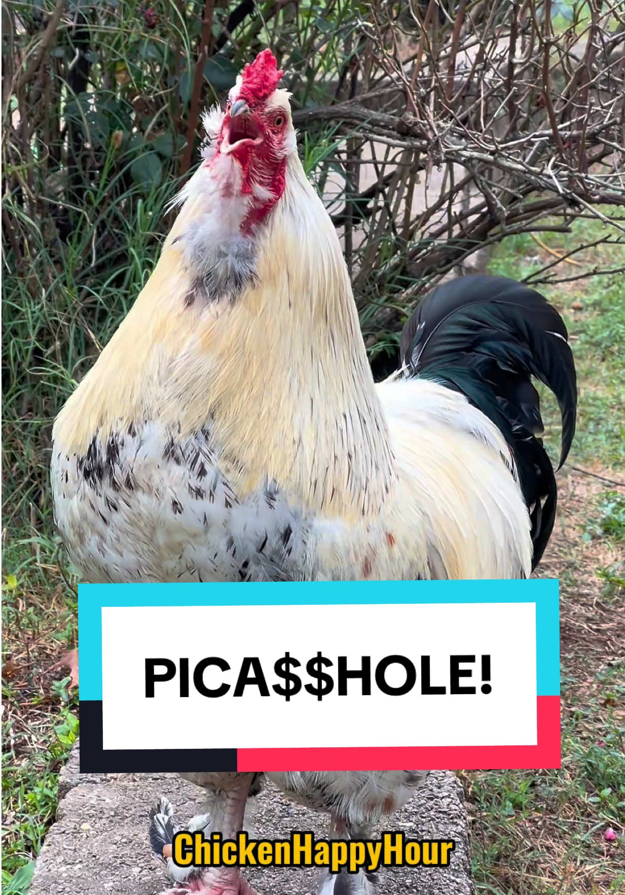 Fowl Frankie strikes again #picasso #jokes #dadjokes #funnyanimals #chickenhappyhour audios @Yeah Mad & @Edigar Silva 🎉🎉