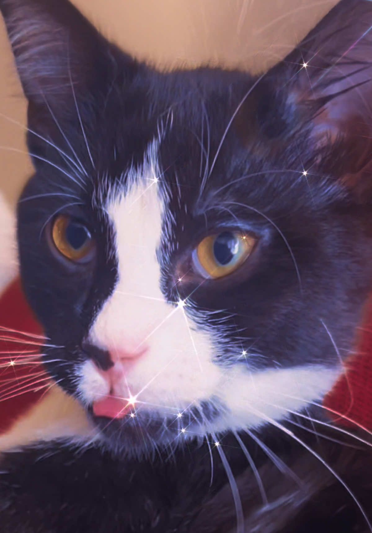 Watch out @Licking Cat Mr. Stark is coming for your ladies!! 😽✨💕 #lickingcatsson #lickingcat #tonystarkedit #Tonystark