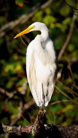 Egrets clean themselves by preening, using their beaks to meticulously arrange their feathers to maintain waterproofing, insulation, and health. Captured this beauty along the Hudson River. #bird #wildlife #fyp #canon #natgeo  